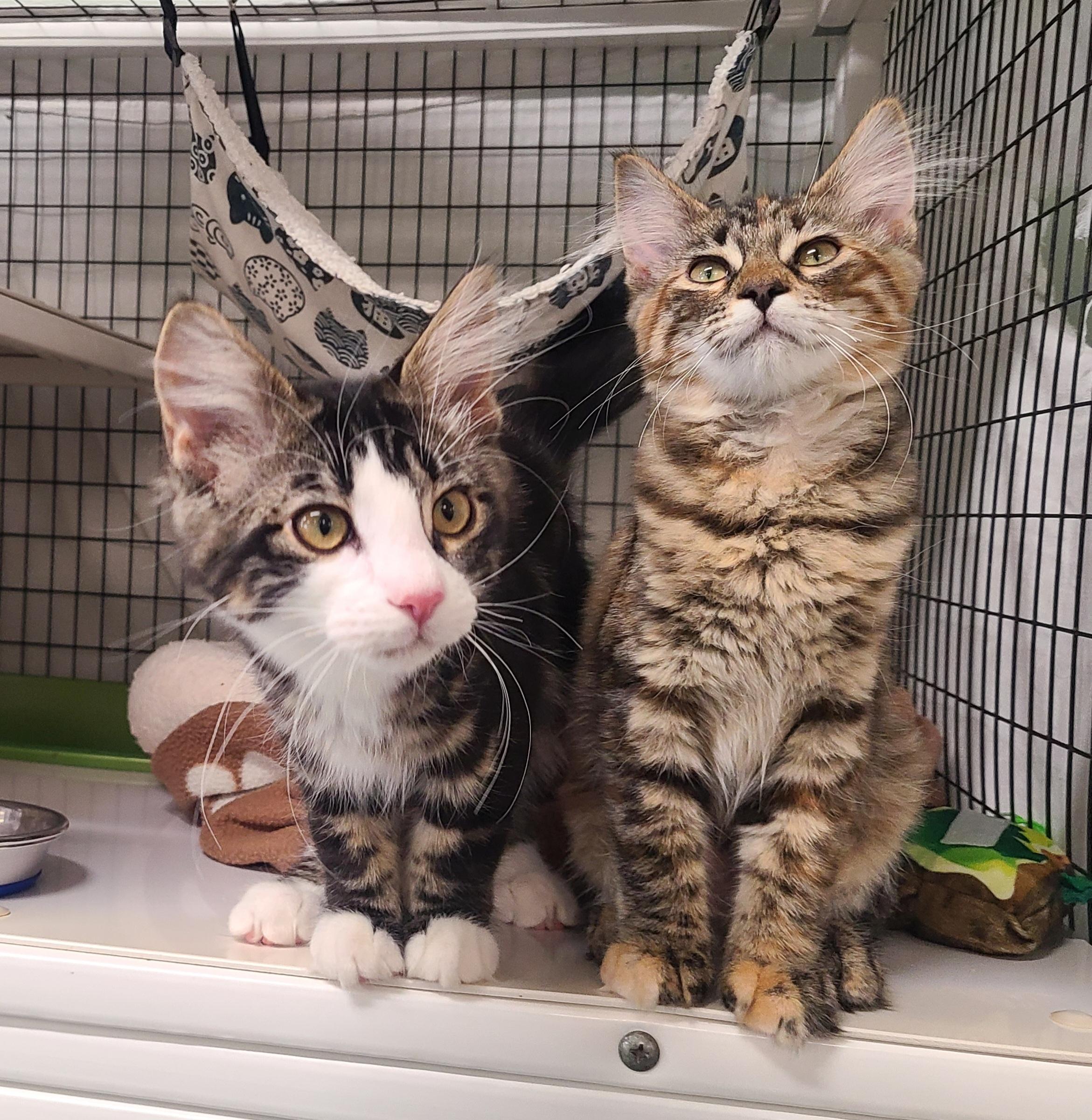 Fanny & Felix, an adopted Domestic Medium Hair in Kirkland, WA image 2/6