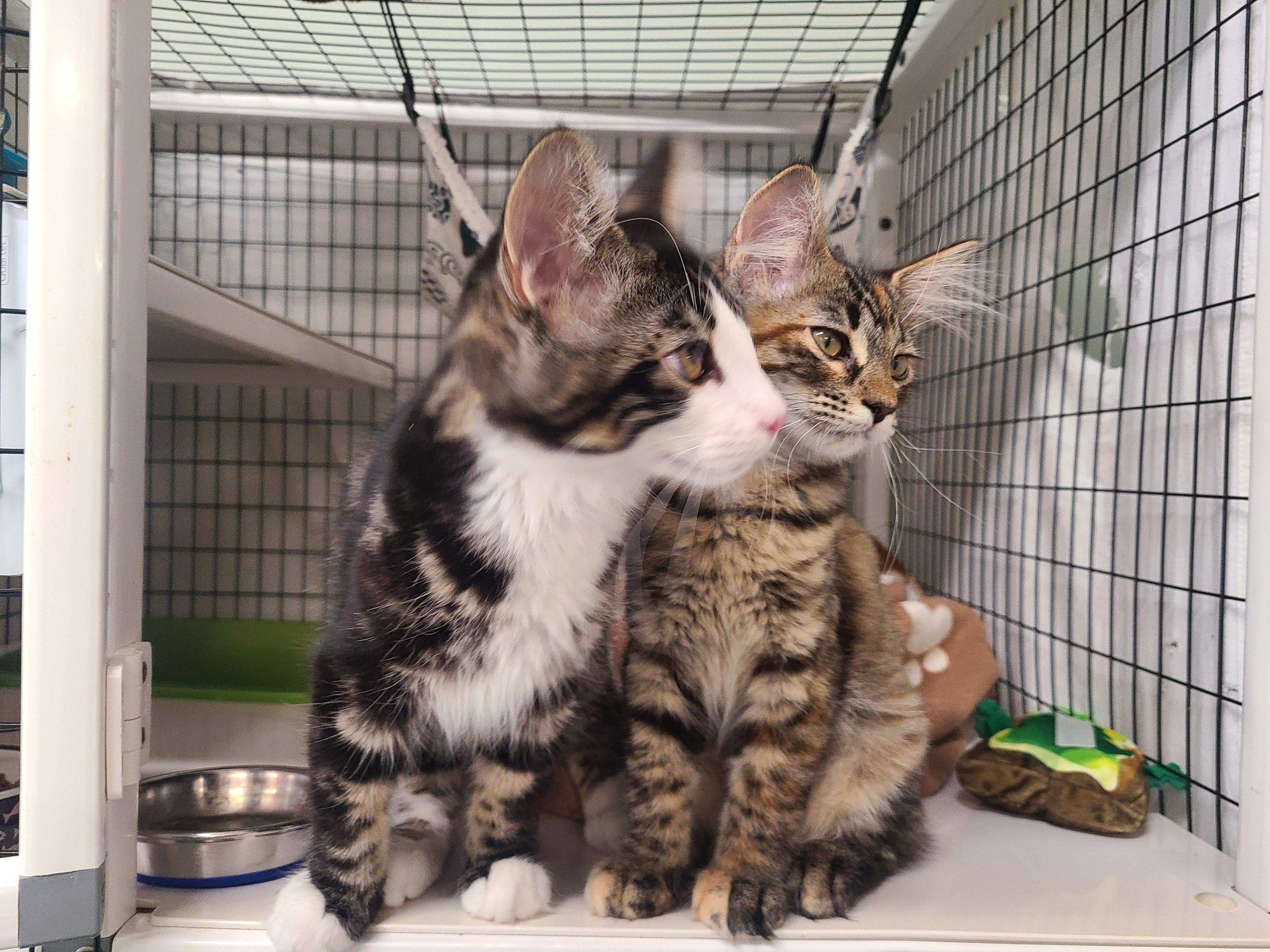 Fanny & Felix, an adopted Domestic Medium Hair in Kirkland, WA image 4/6