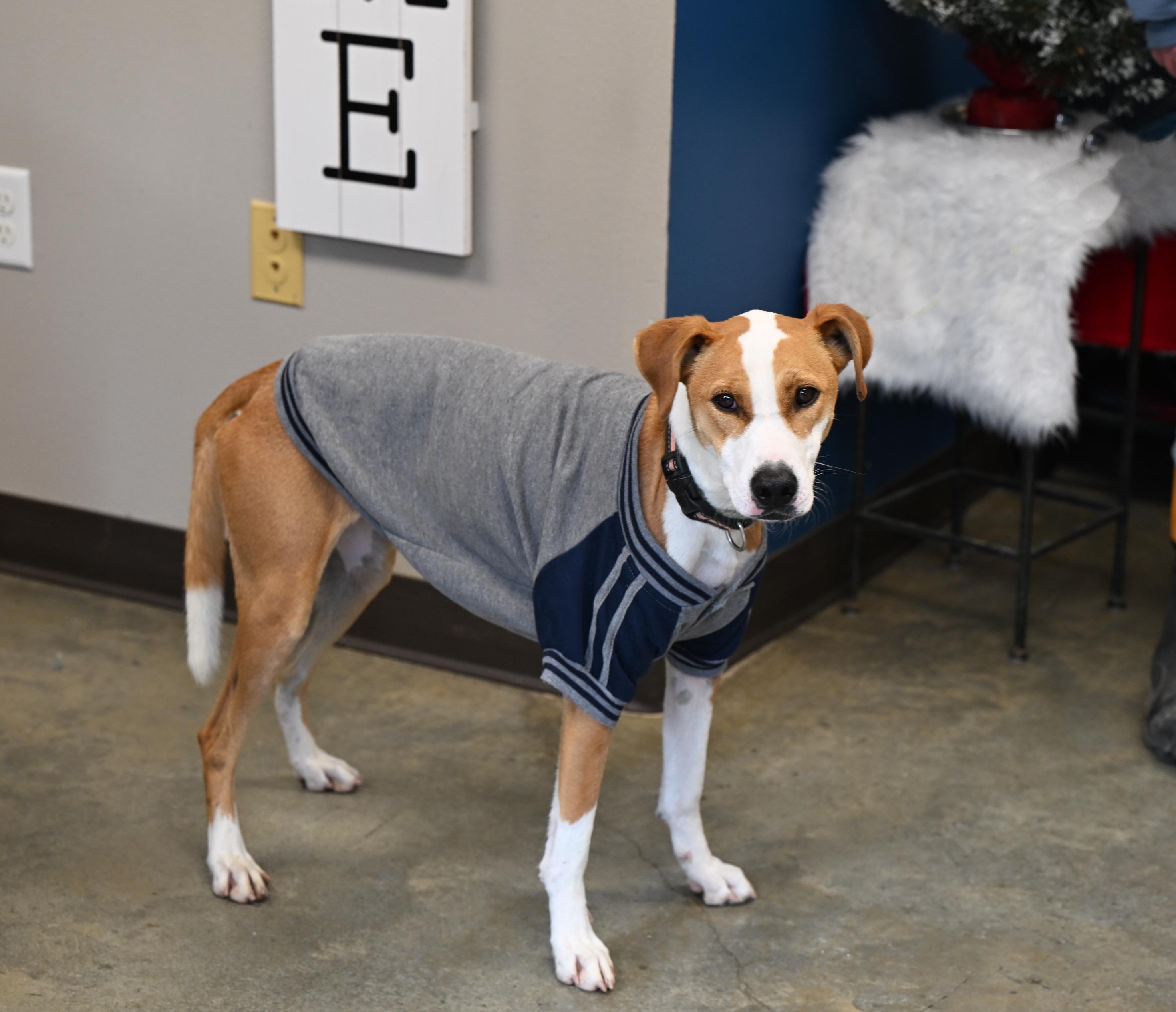 Baby Girl, ADOPTABLE, Adult Female Hound.