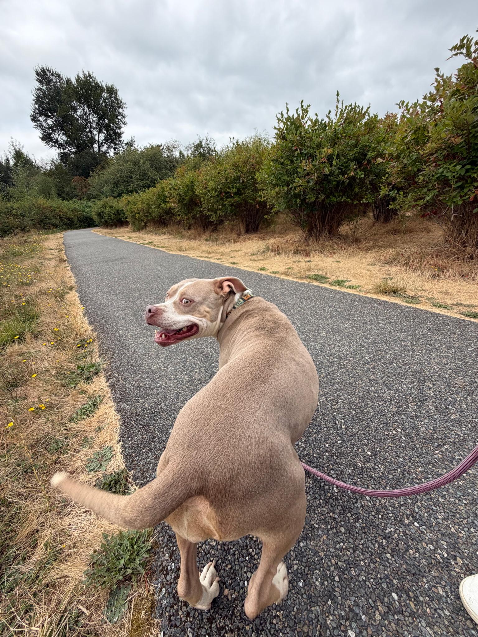 Enlarge MILKSHAKE, a ADOPTABLE mixed breed in Tacoma , WA image 4/5