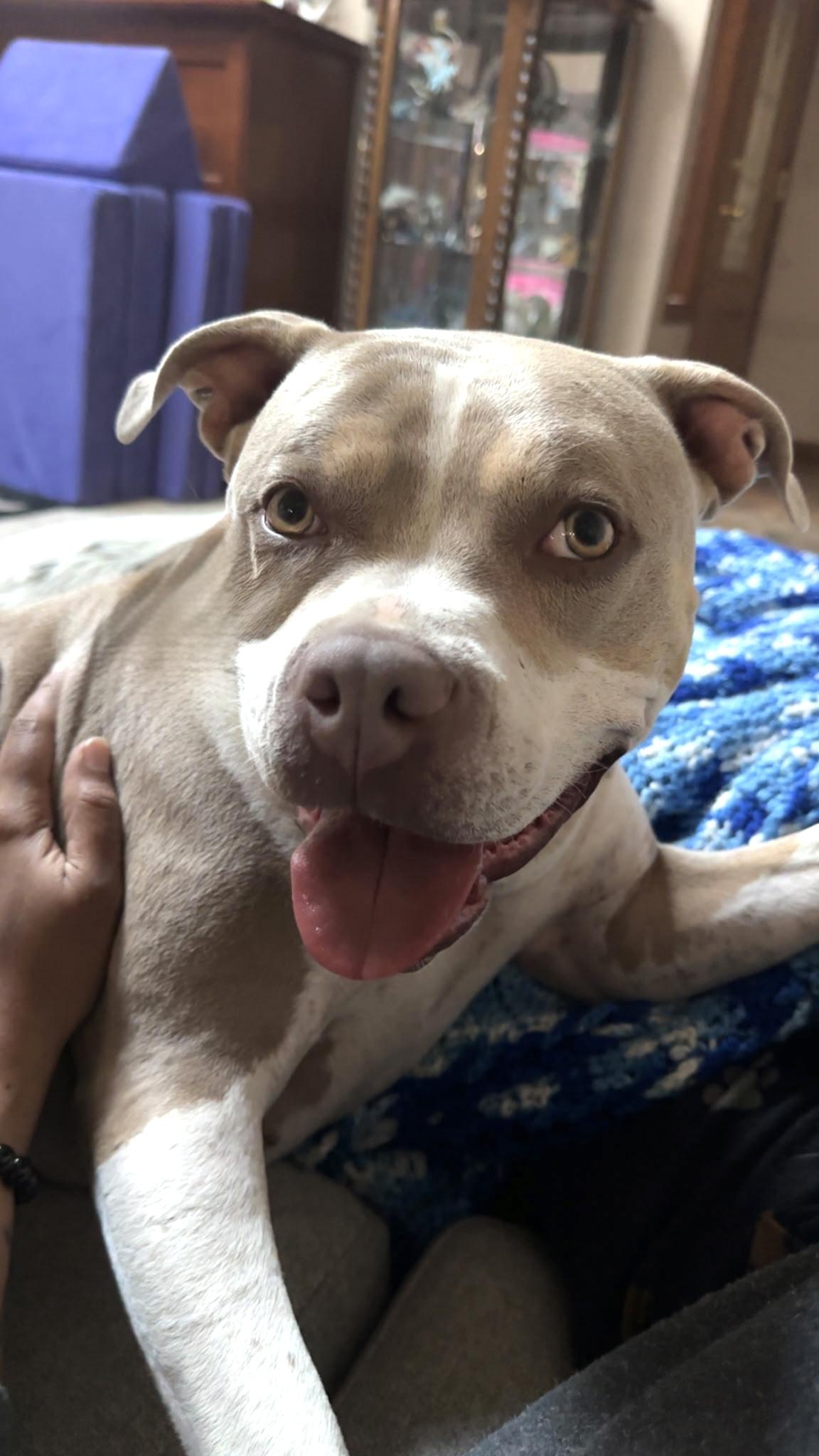 MILKSHAKE, ADOPTABLE, Adult Female Pit Bull Terrier & American Staffordshire Terrier.