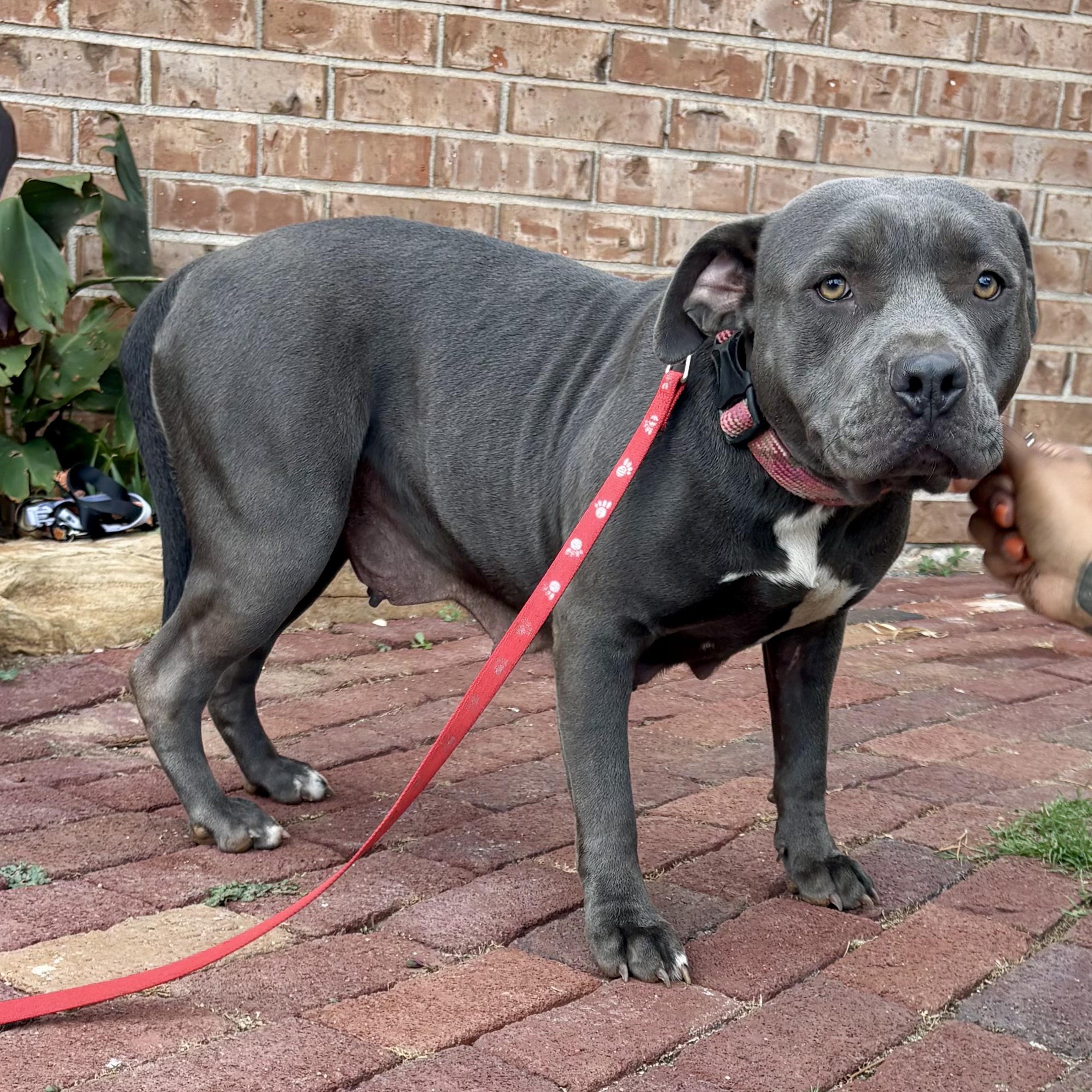 Penny Lane, a Adoptable mixed breed in Chatham, NJ image 2/6