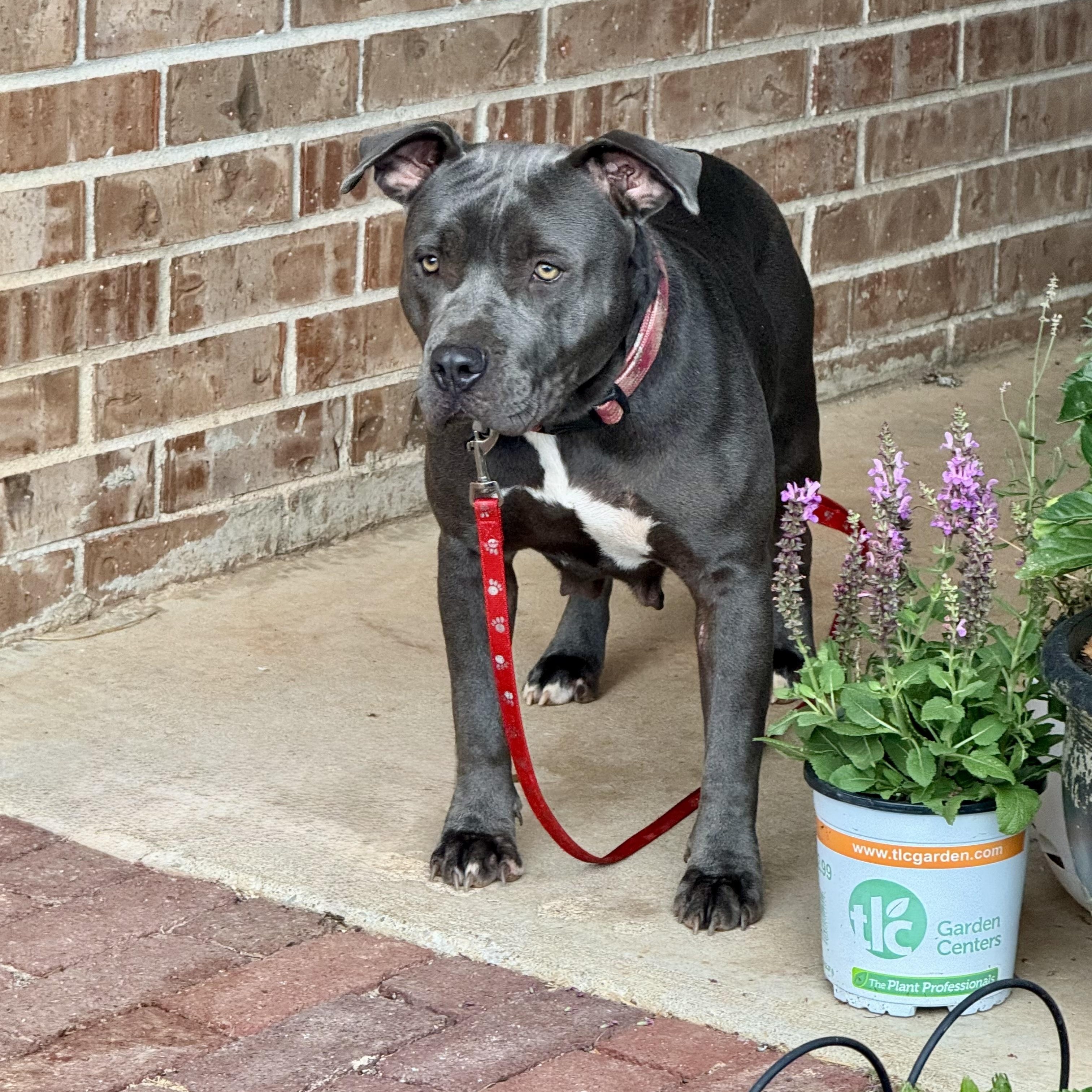 Penny Lane, a Adoptable mixed breed in Chatham, NJ image 4/6