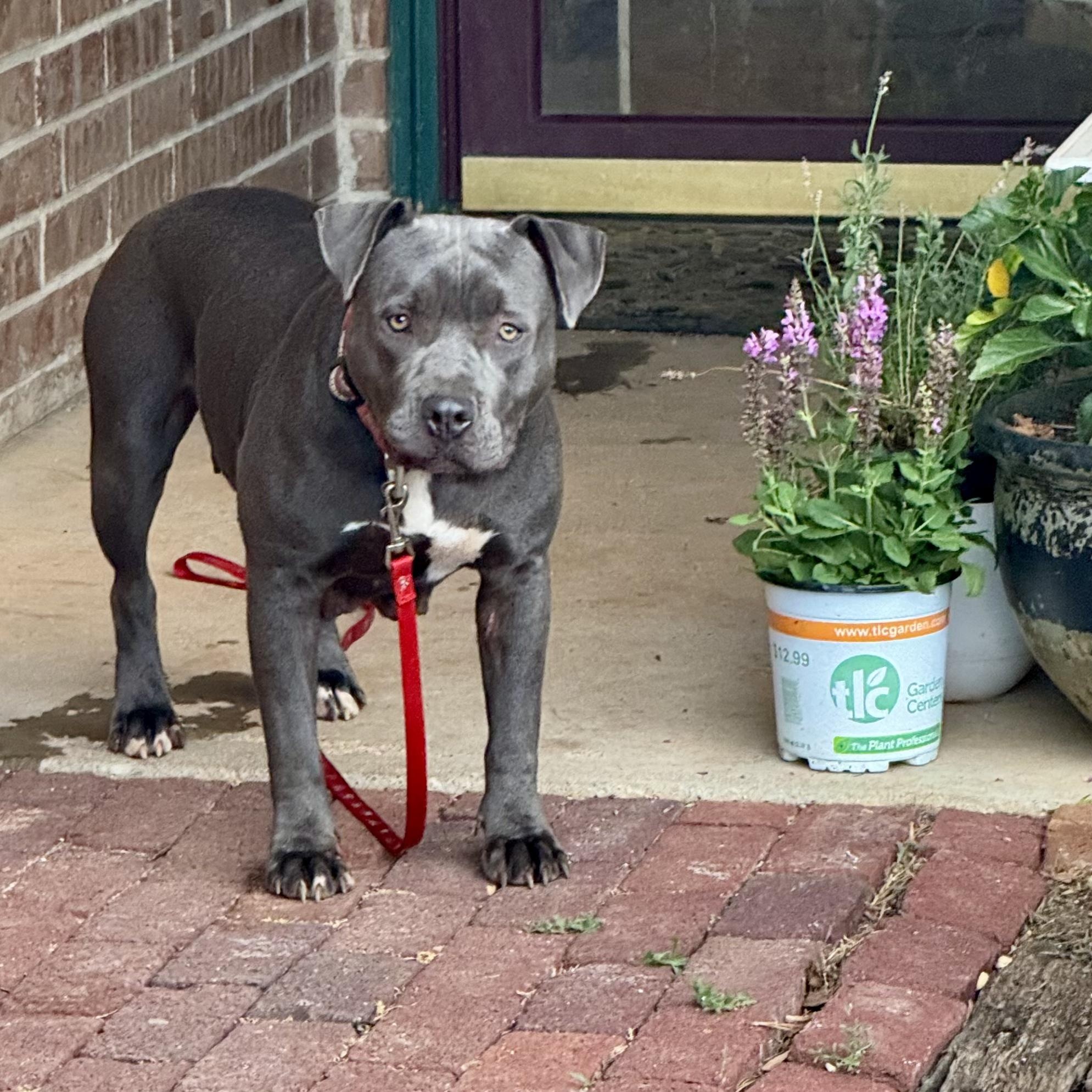 Penny Lane, a Adoptable mixed breed in Chatham, NJ image 3/6