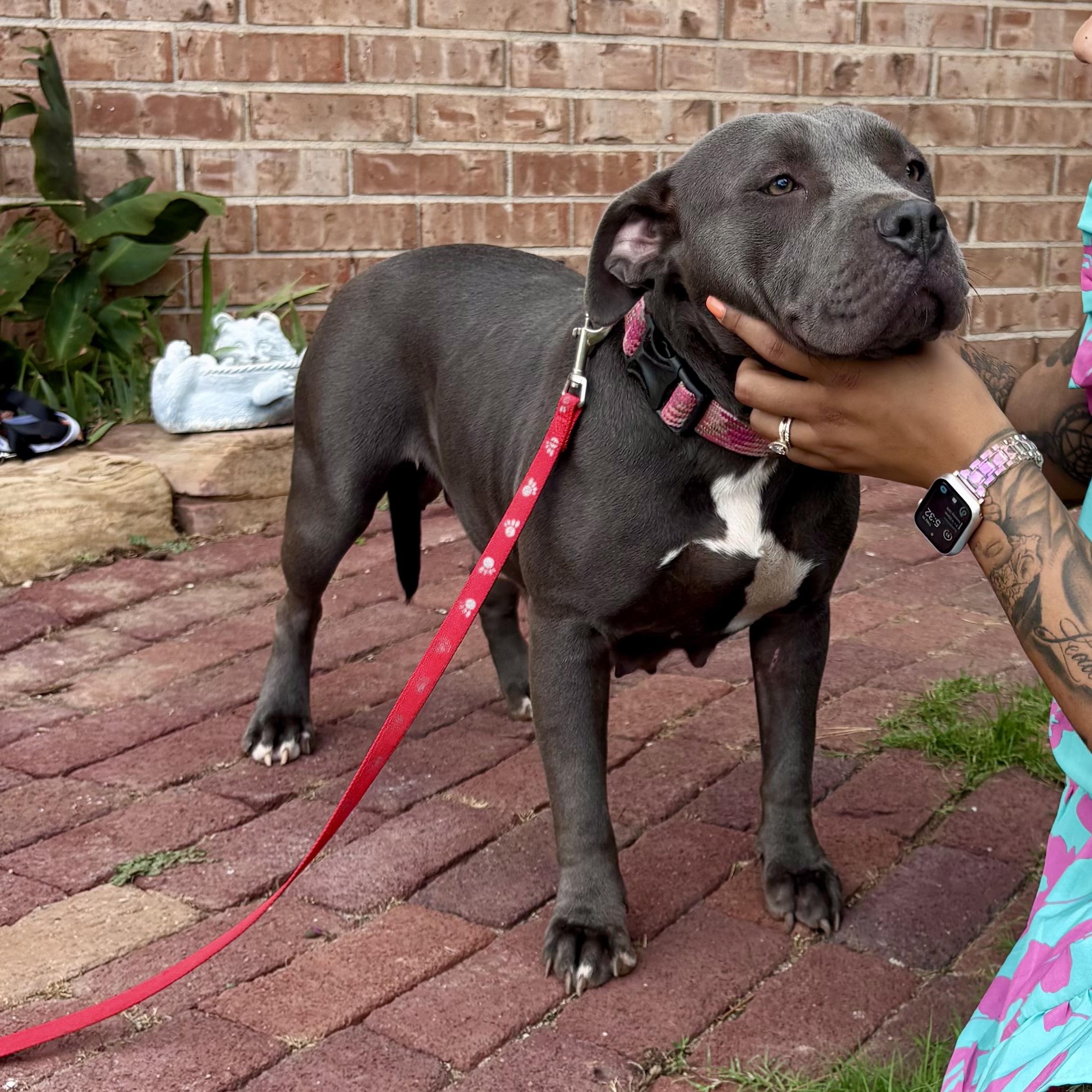 Penny Lane, a Adoptable mixed breed in Chatham, NJ image 5/6