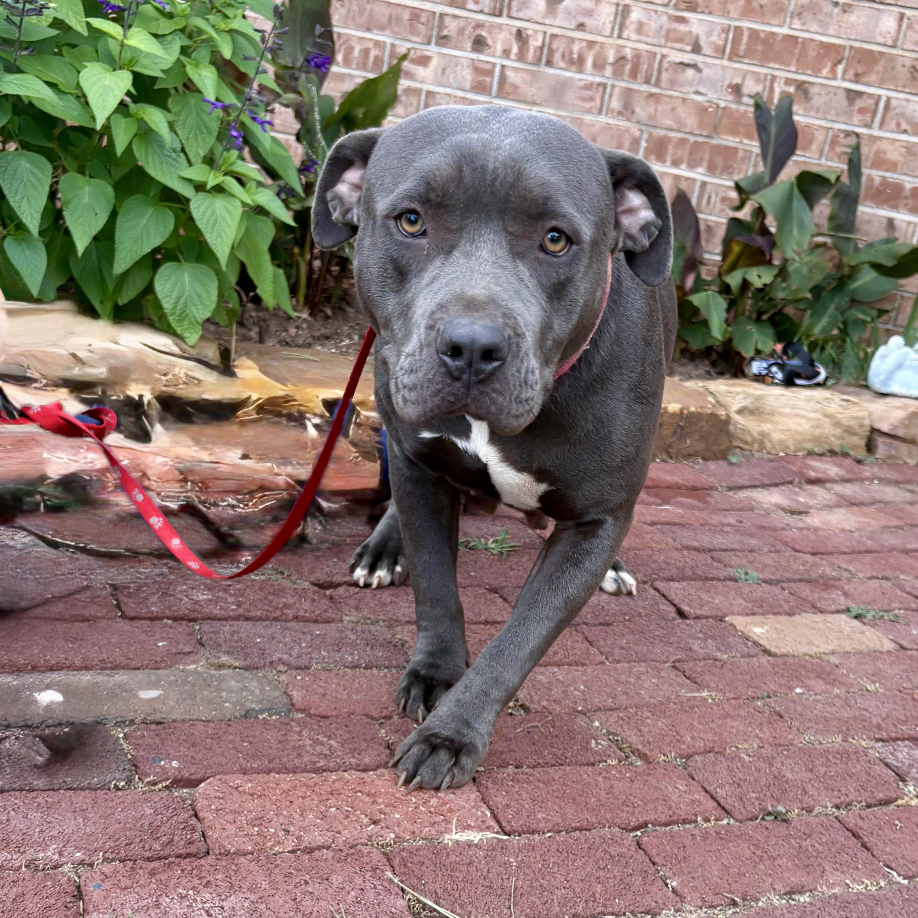 Penny Lane, a Adoptable mixed breed in Chatham, NJ image 1/6
