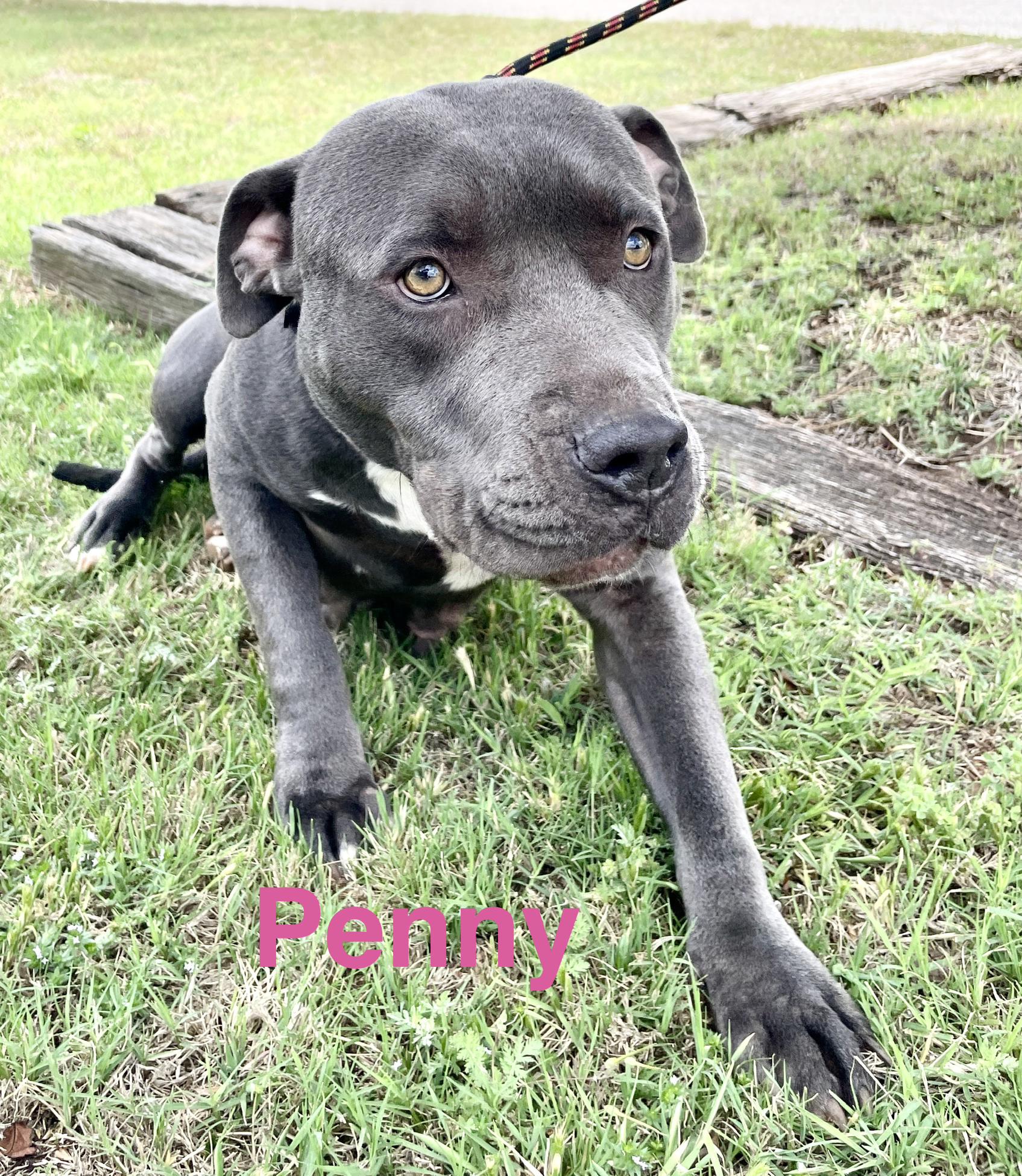 Penny Lane, a Adoptable mixed breed in Chatham, NJ image 6/6