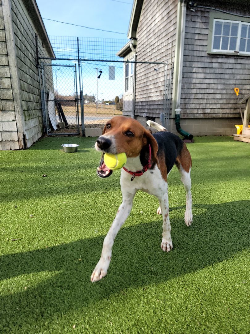 Logan, an adopted Hound in New Bedford, MA_image-1