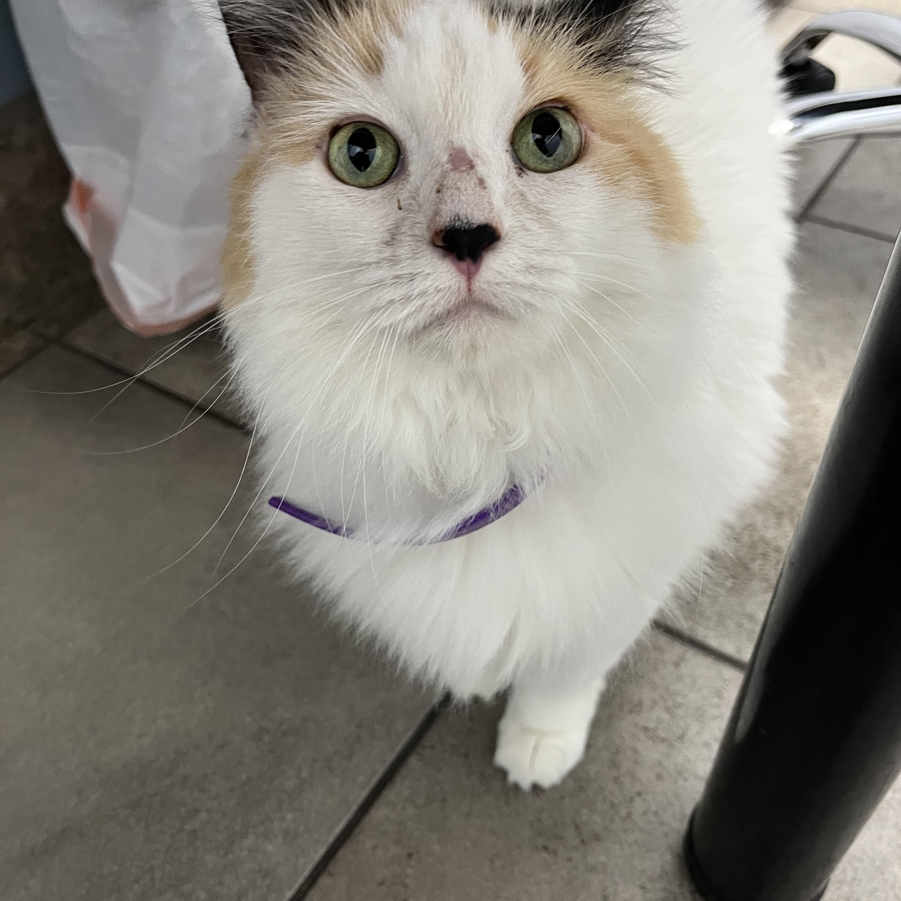 Aria ***Community Courtesy Post***, a Adoptable Domestic Long Hair in Queen Creek, AZ image 2/4