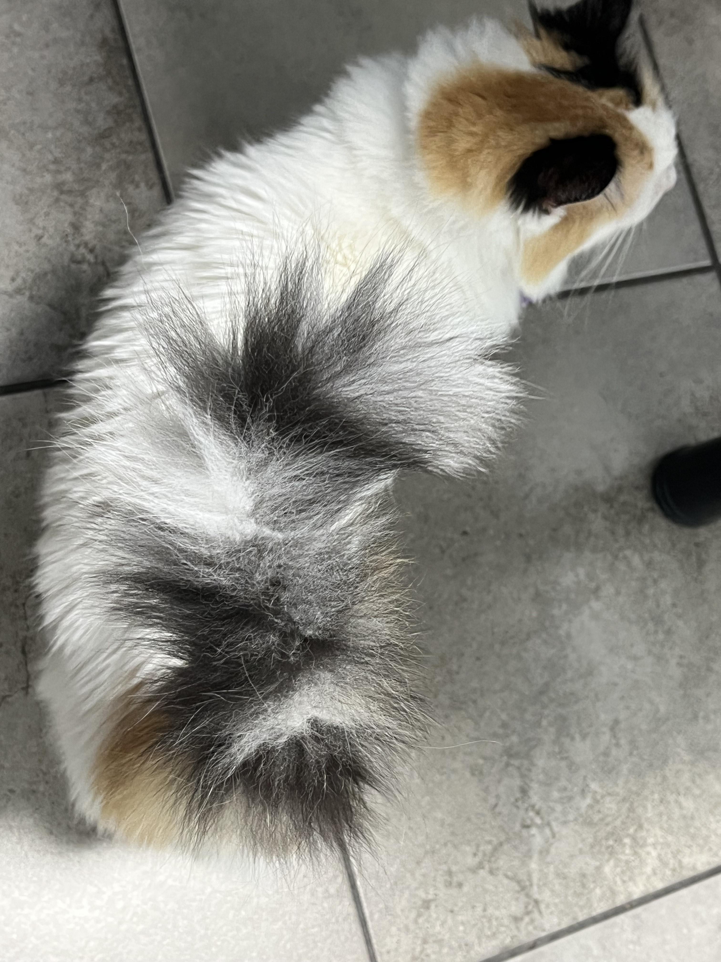 Aria ***Community Courtesy Post***, a Adoptable Domestic Long Hair in Queen Creek, AZ image 3/4