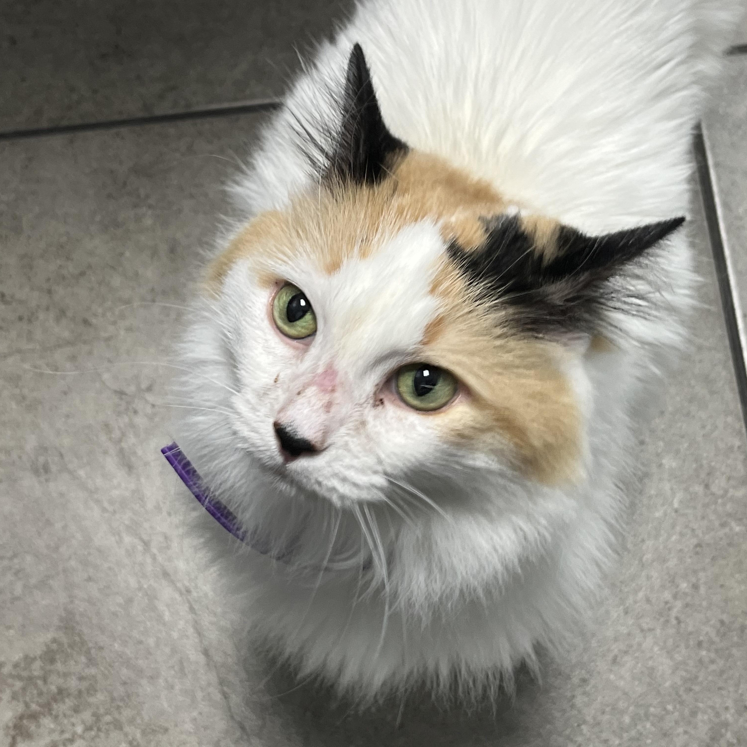 Aria ***Community Courtesy Post***, a Adoptable Domestic Long Hair in Queen Creek, AZ image 1/4