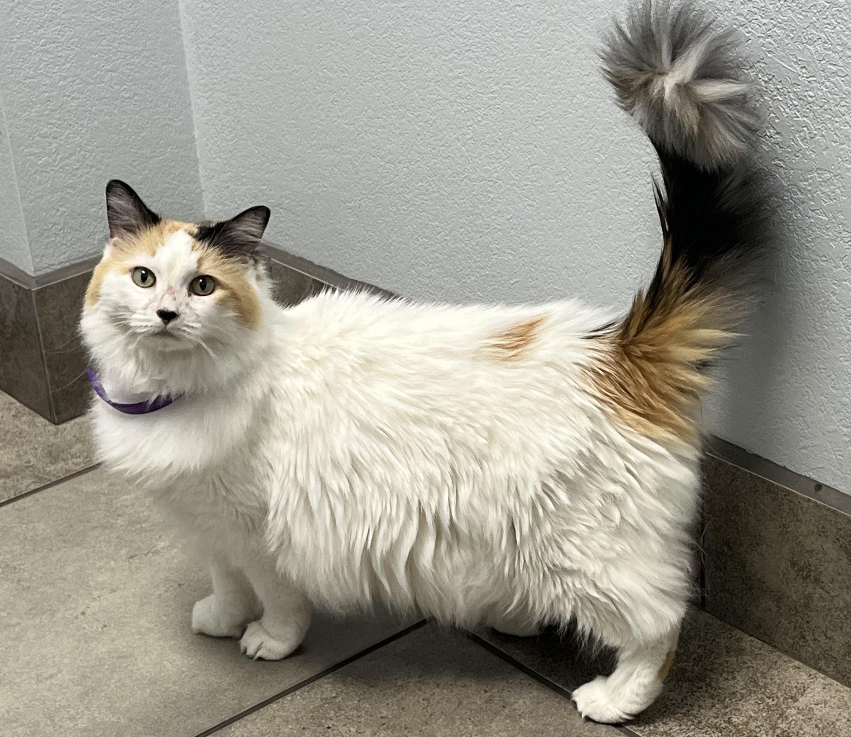 Aria ***Community Courtesy Post***, a Adoptable Domestic Long Hair in Queen Creek, AZ image 4/4
