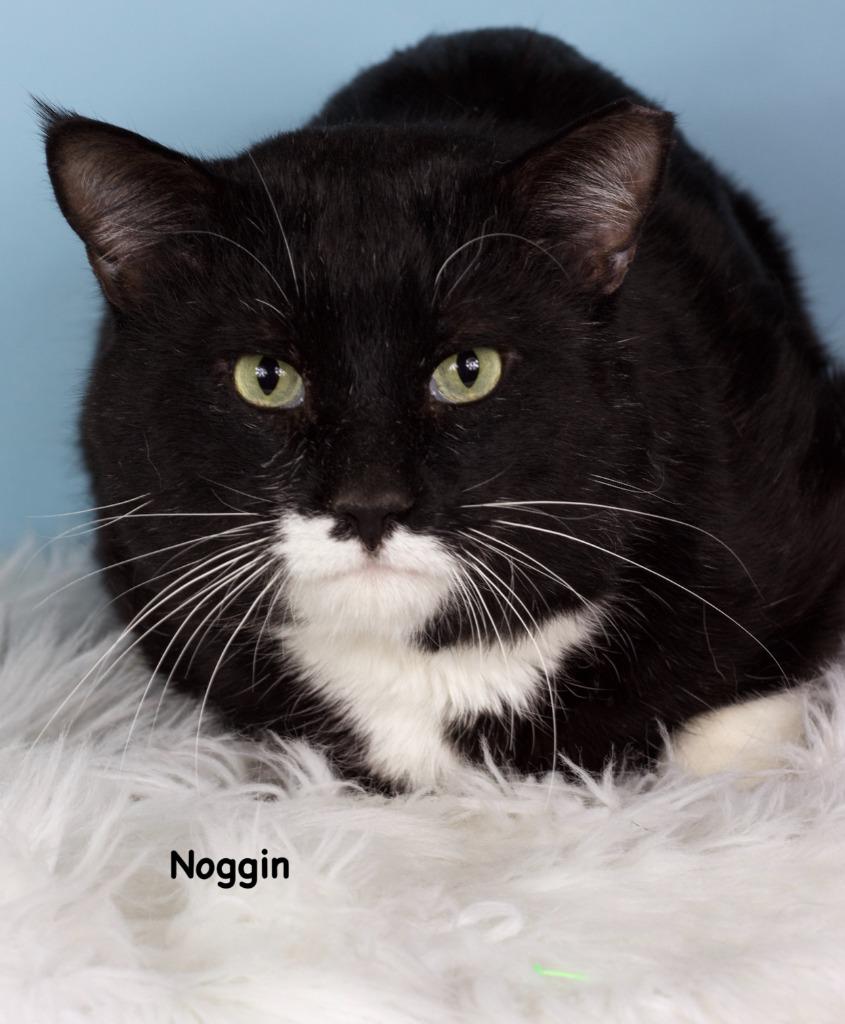 Noggin, Adoptable, Adult Male Domestic Short Hair.