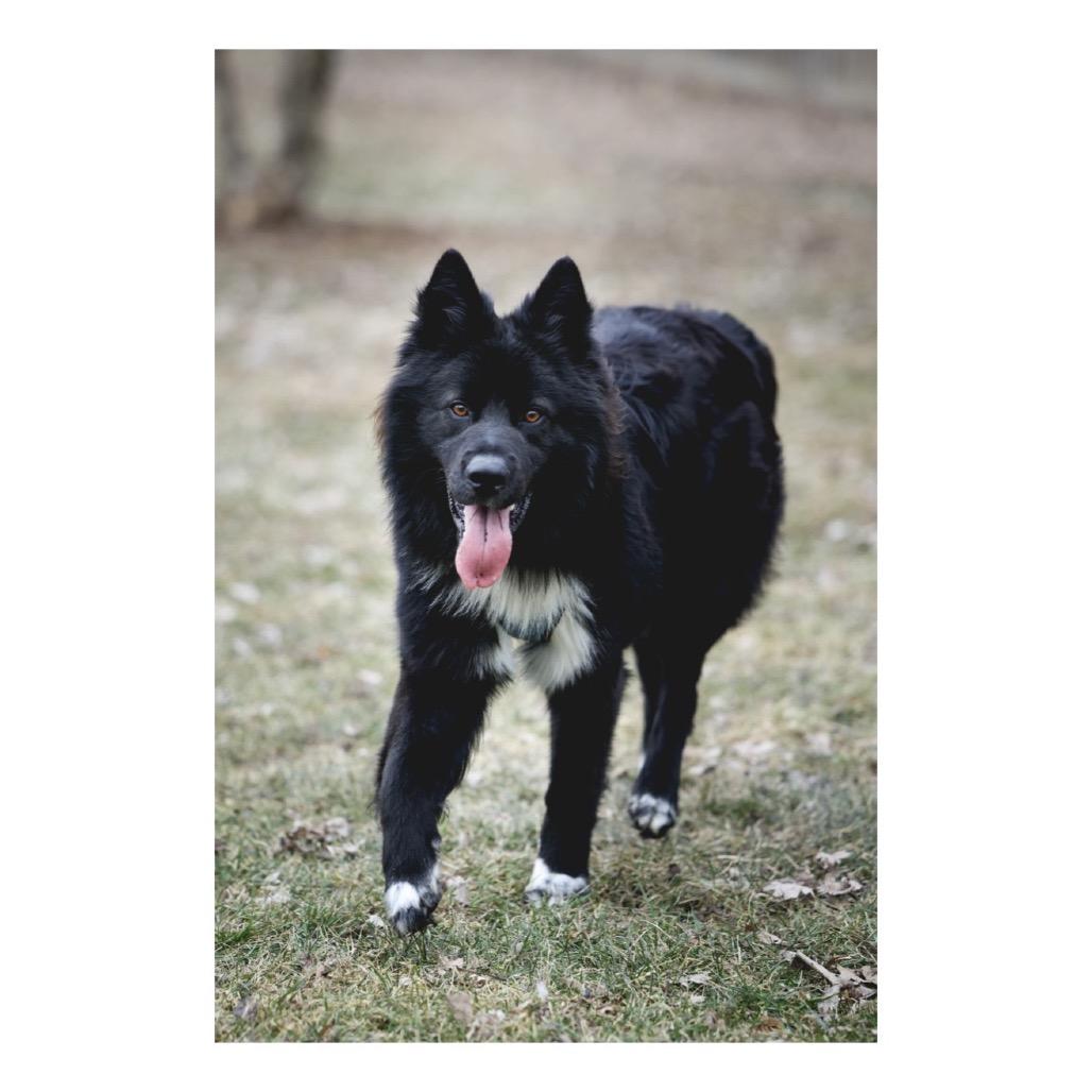 Enlarge Leo, a Adoptable mixed breed in Crystal, MN image 1/3