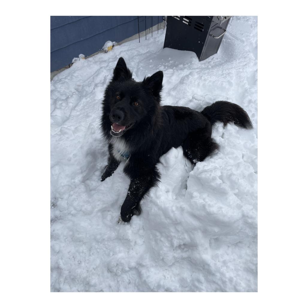 Enlarge Leo, a Adoptable mixed breed in Crystal, MN image 2/3