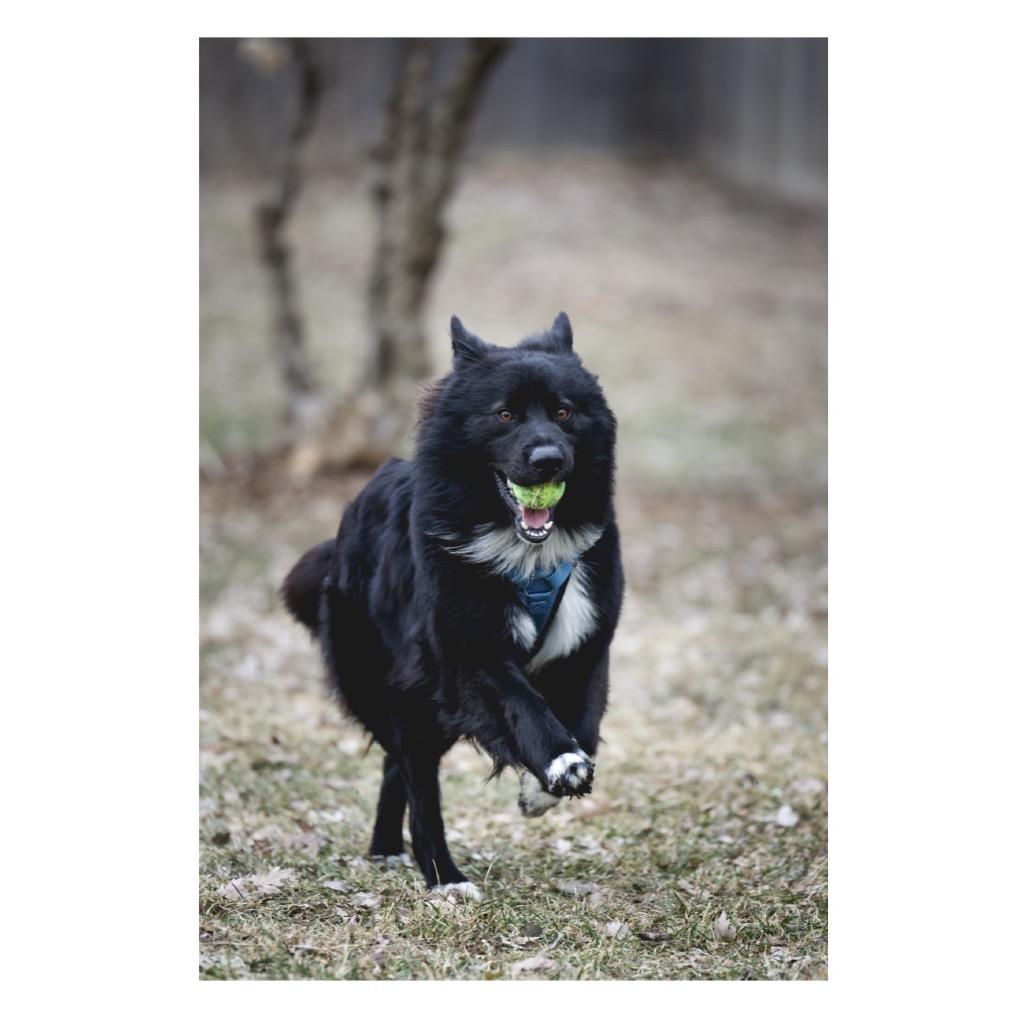 Enlarge Leo, a Adoptable mixed breed in Crystal, MN image 3/3