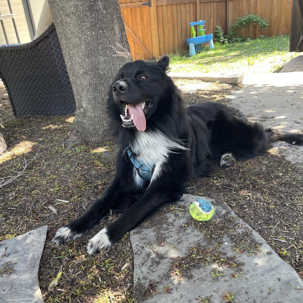 Leo, a Adoptable mixed breed in Crystal, MN image 5/6