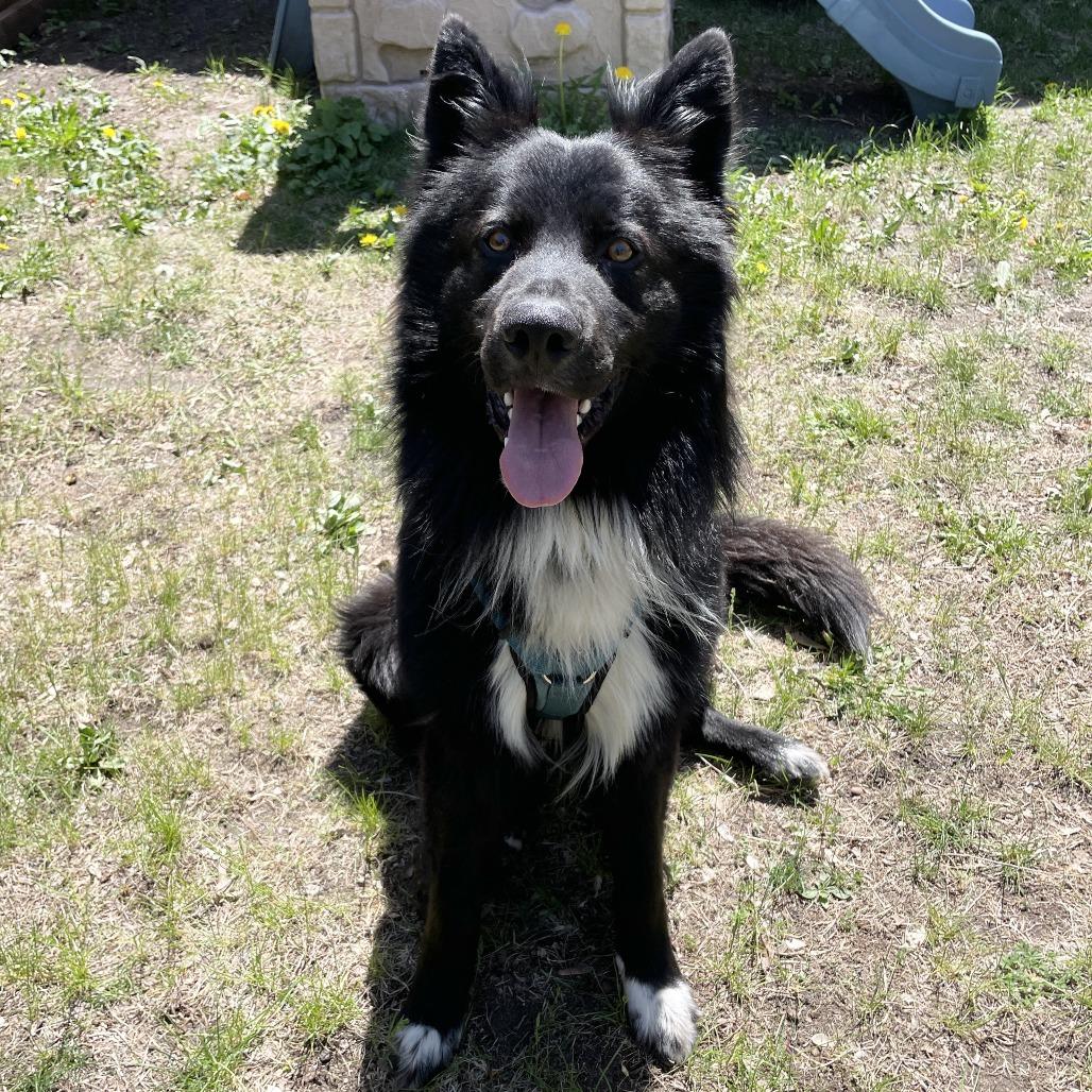 Leo, a Adoptable mixed breed in Crystal, MN image 6/6