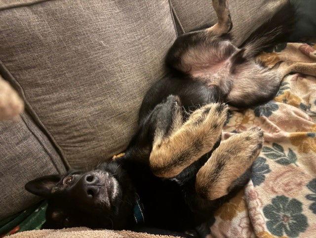 King 7277, Adoptable, Adult Male German Shepherd Dog.