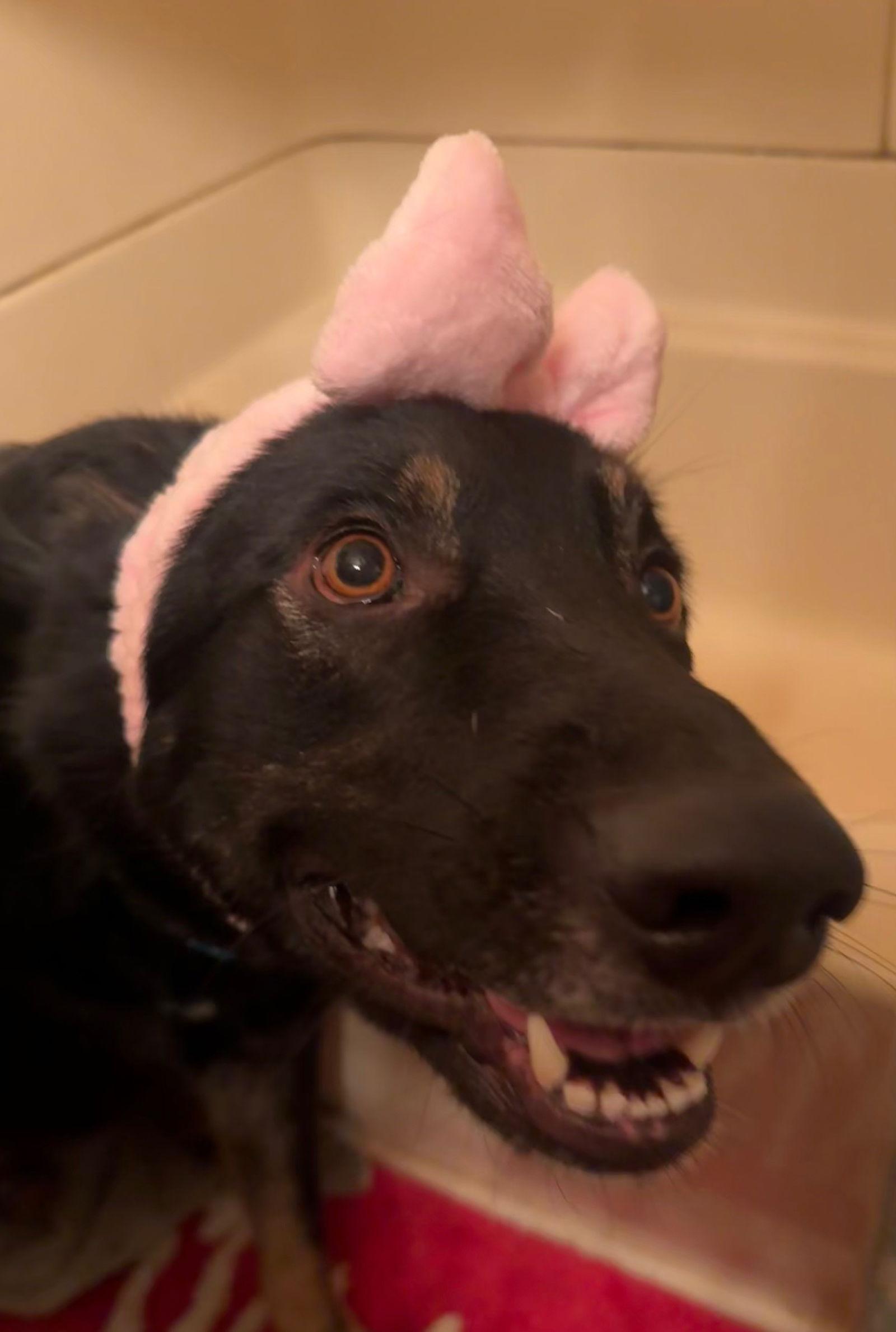 Enlarge King 7277, a Adoptable German Shepherd Dog in Centreville, VA image 2/2