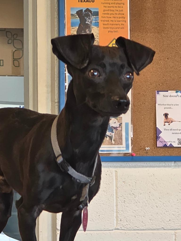 Enlarge Buddy, a Adopted mixed breed in Gold Beach, OR image 1/2