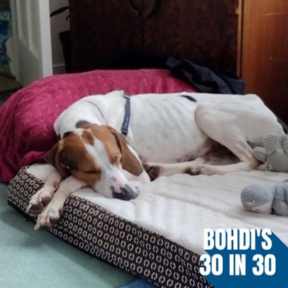 Sharona, Adoptable, Adult Female Hound & Mixed Breed.