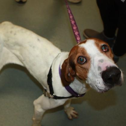 Sharona, a Adoptable mixed breed in Richmond, VA image 2/2