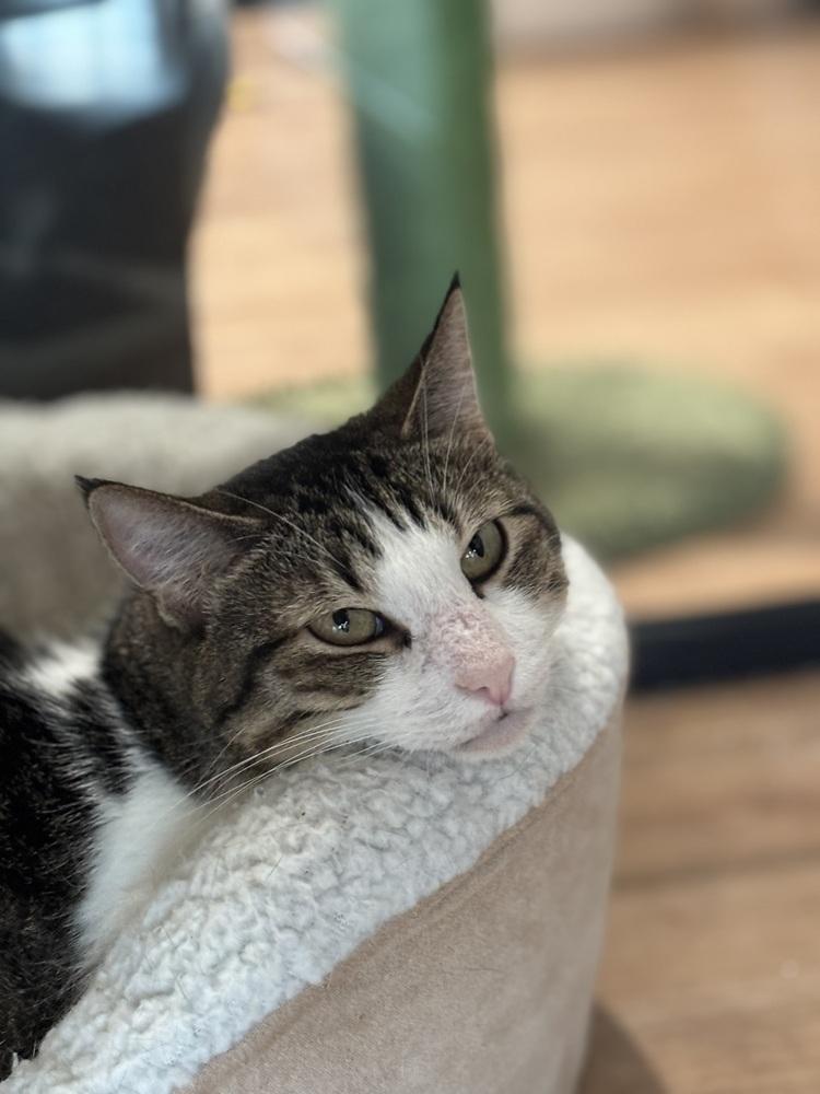 Verdi, Adoptable, Adult Female Domestic Short Hair & Domestic Short Hair.