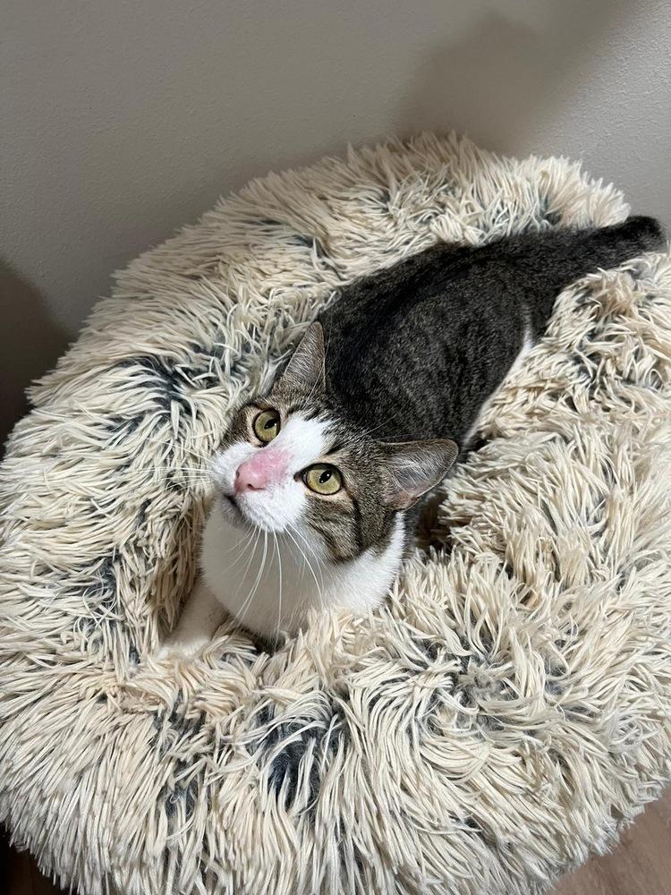 Enlarge Verdi, a Adoptable mixed breed in Dallas, TX image 2/6