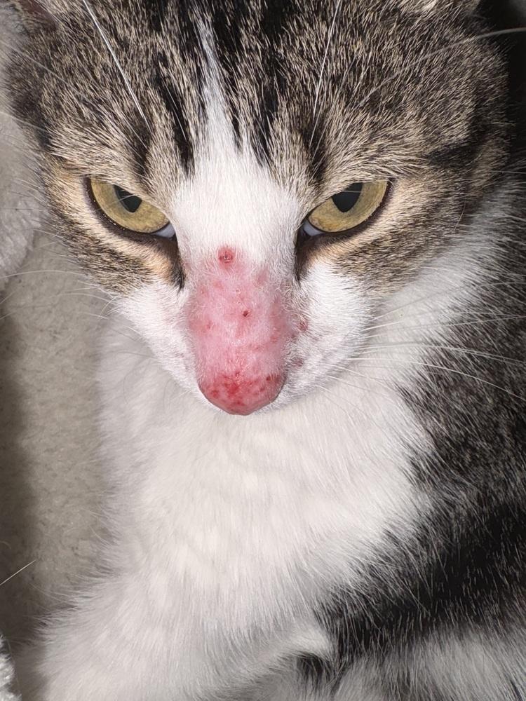 Enlarge Verdi, a Adoptable mixed breed in Dallas, TX image 4/6