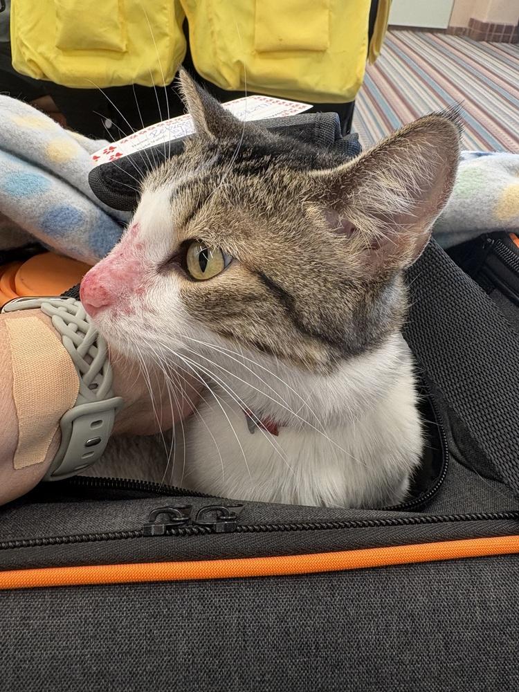 Enlarge Verdi, a Adoptable mixed breed in Dallas, TX image 6/6