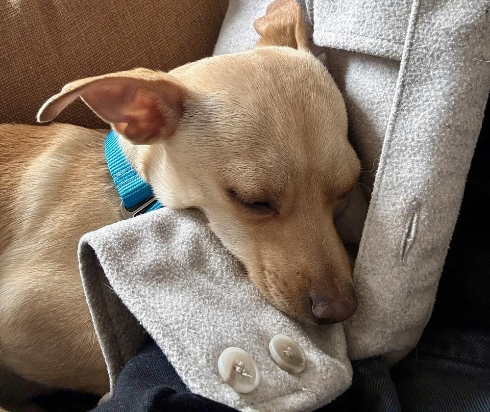 Enlarge Isidro, a Adoptable mixed breed in New York, NY image 1/6