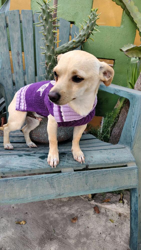 Enlarge Isidro, a Adoptable mixed breed in New York, NY image 1/6