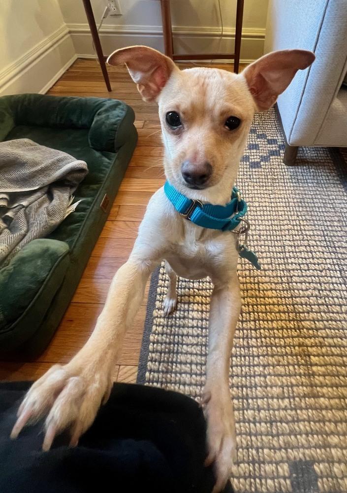 Enlarge Isidro, a Adoptable mixed breed in New York, NY image 2/6