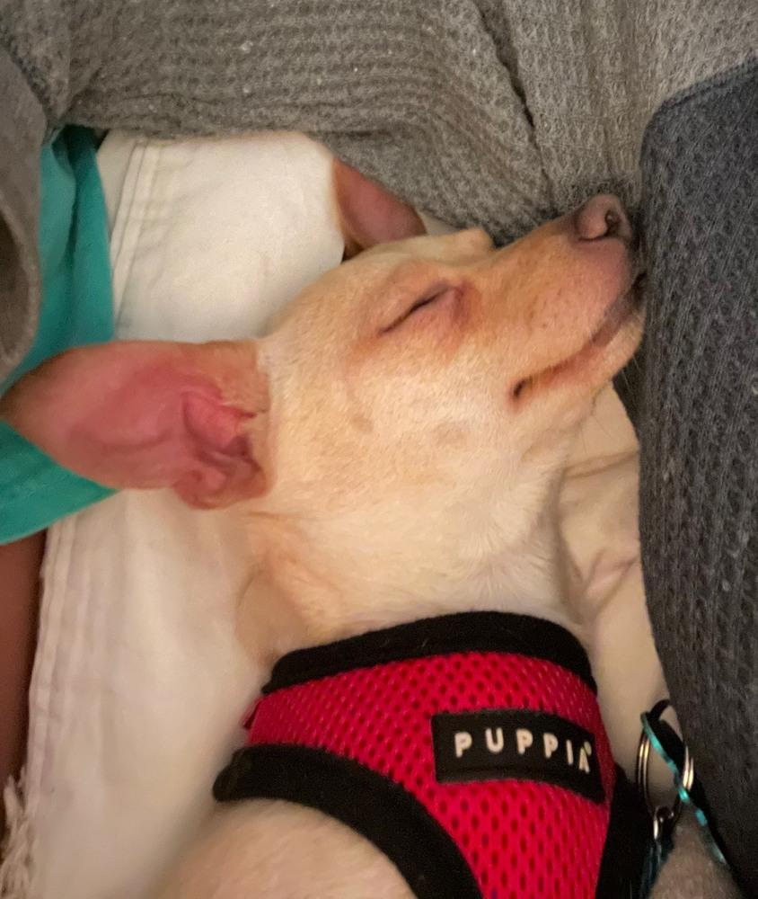 Enlarge Isidro, a Adoptable mixed breed in New York, NY image 3/6