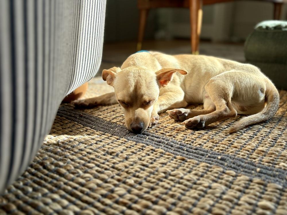 Enlarge Isidro, a Adoptable mixed breed in New York, NY image 3/6