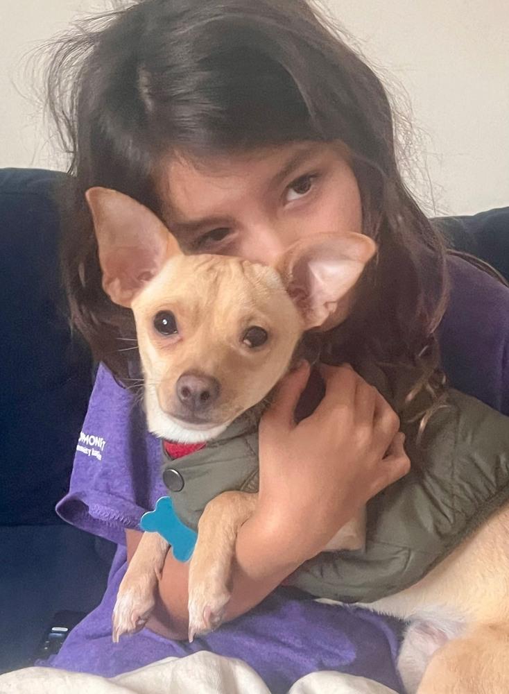 Enlarge Isidro, a Adoptable mixed breed in New York, NY image 4/6