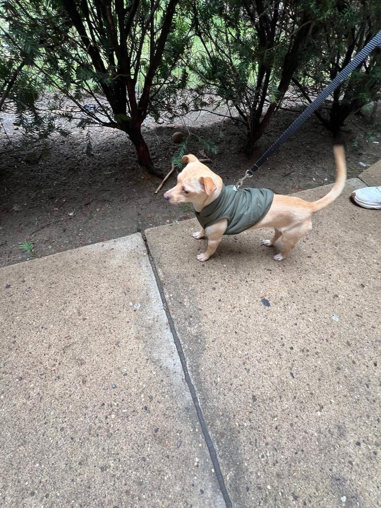 Enlarge Isidro, a Adoptable mixed breed in New York, NY image 5/6