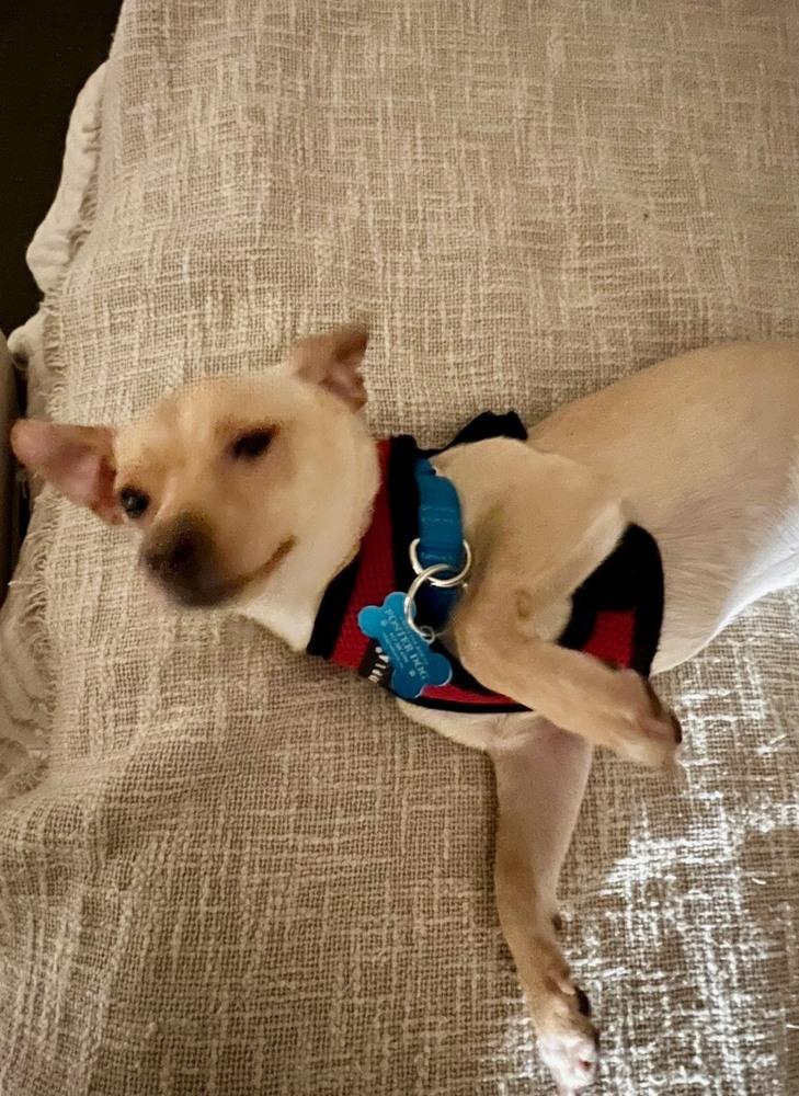 Enlarge Isidro, a Adoptable mixed breed in New York, NY image 5/6