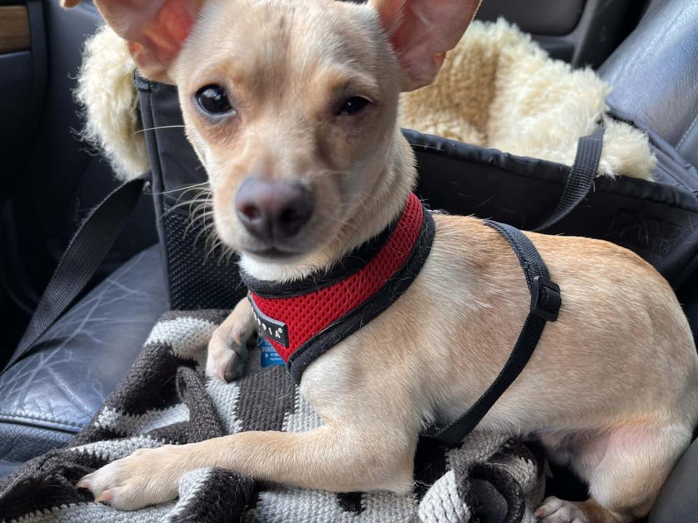 Enlarge Isidro, a Adoptable mixed breed in New York, NY image 6/6