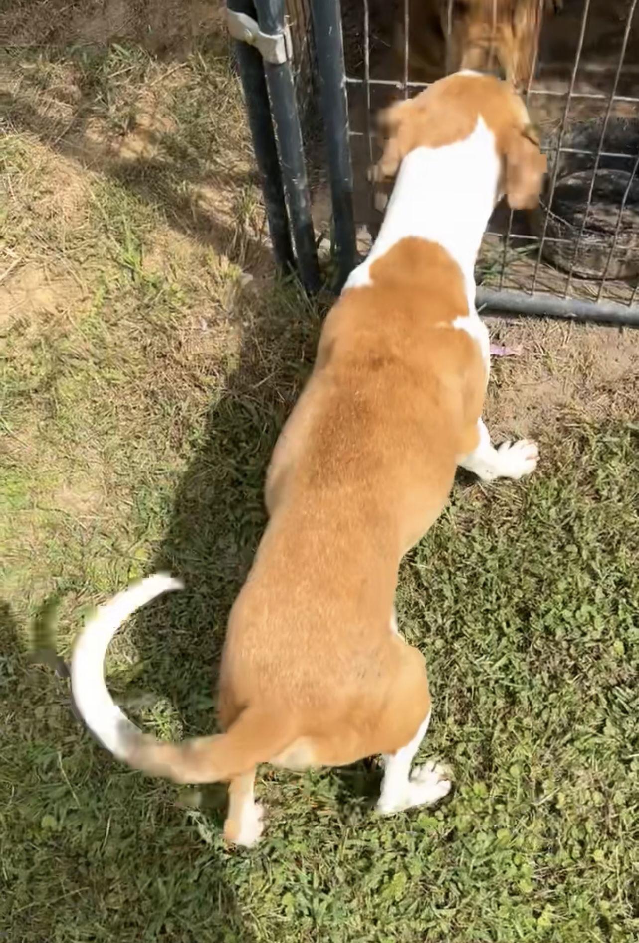 Bo, Adoptable, Young Male Mixed Breed.