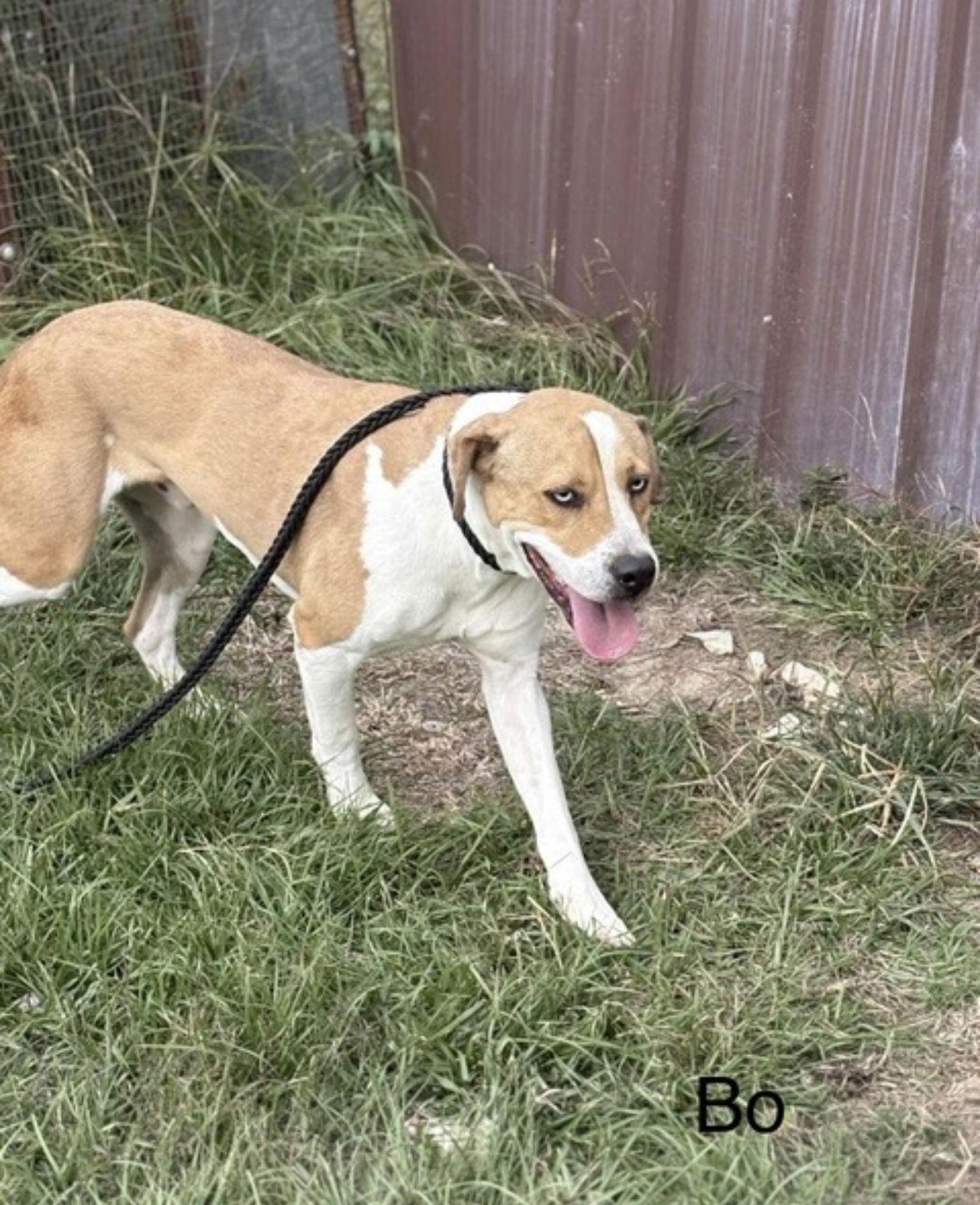 Bo, Adoptable, Young Male Mixed Breed.
