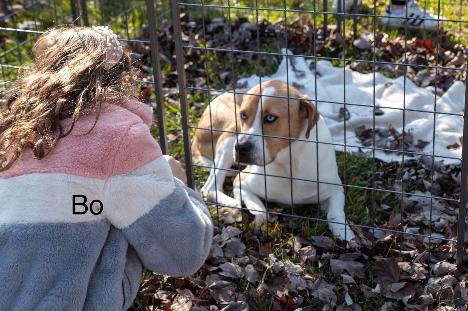 Enlarge Bo, a Adoptable Mixed Breed in Farmerville, LA image 2/3