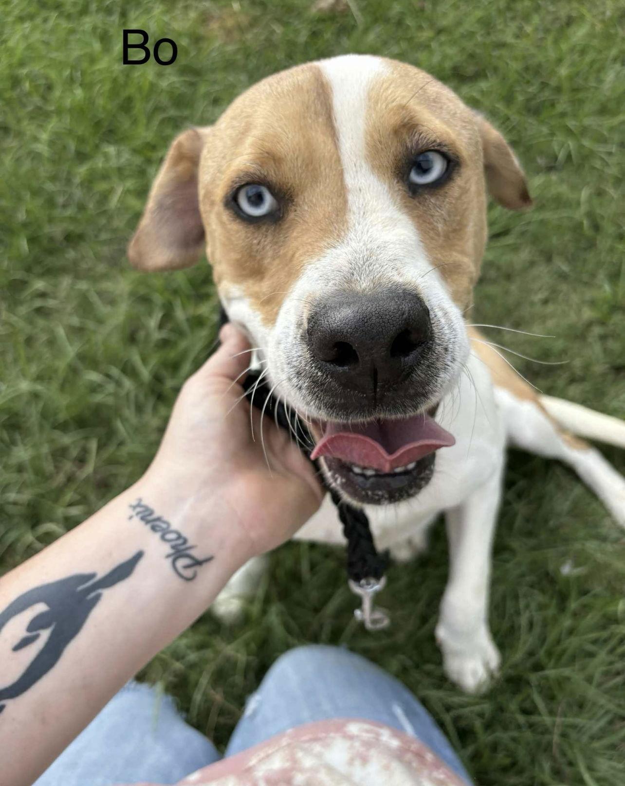 Enlarge Bo, a Adoptable Mixed Breed in Farmerville, LA image 3/3