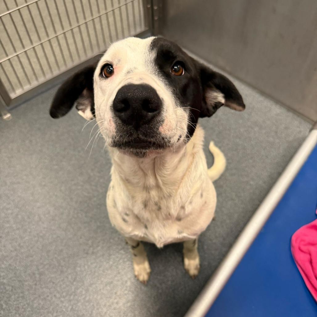 Rally, Adoptable, Adult Female Retriever.
