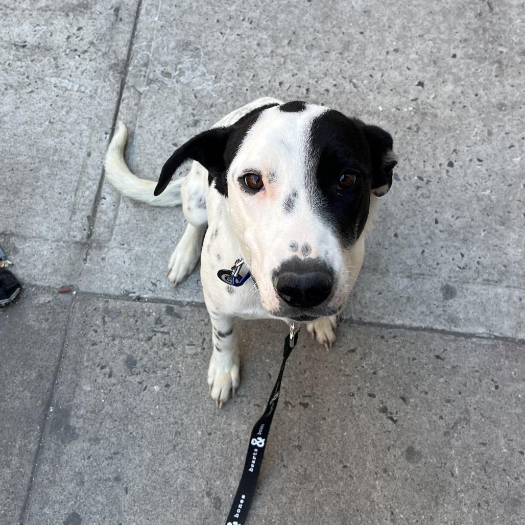 Enlarge Rally, a Adoptable Retriever in Brooklyn, NY image 3/6