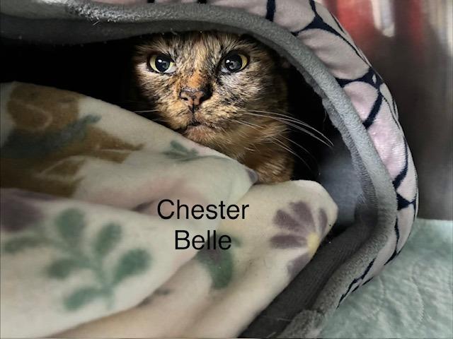 Enlarge Chester Bell, a Adoptable mixed breed in Blountville, TN image 1/1