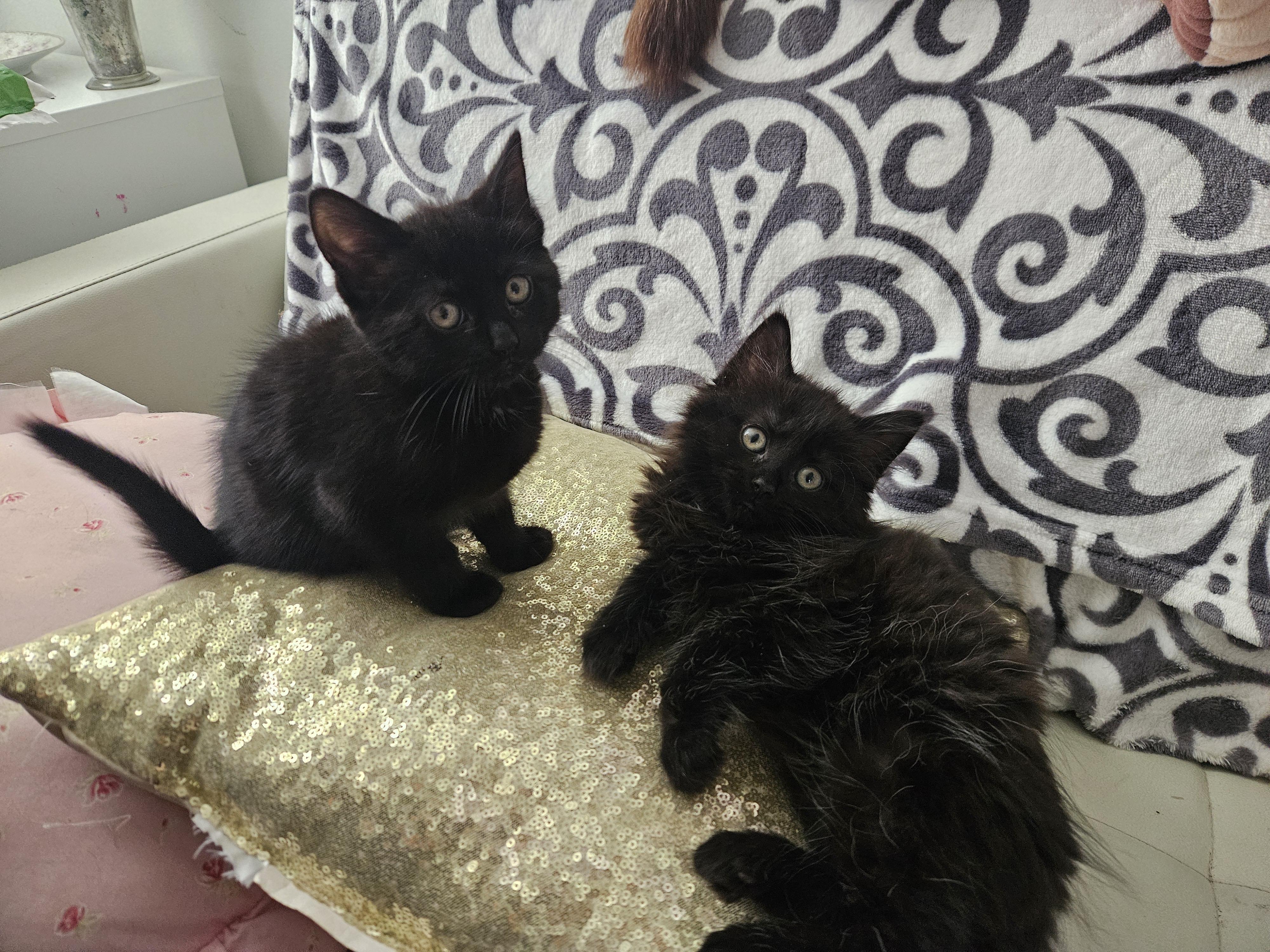 Enlarge POPPY & POSEY, a ADOPTABLE mixed breed in Churchville, PA image 1/6