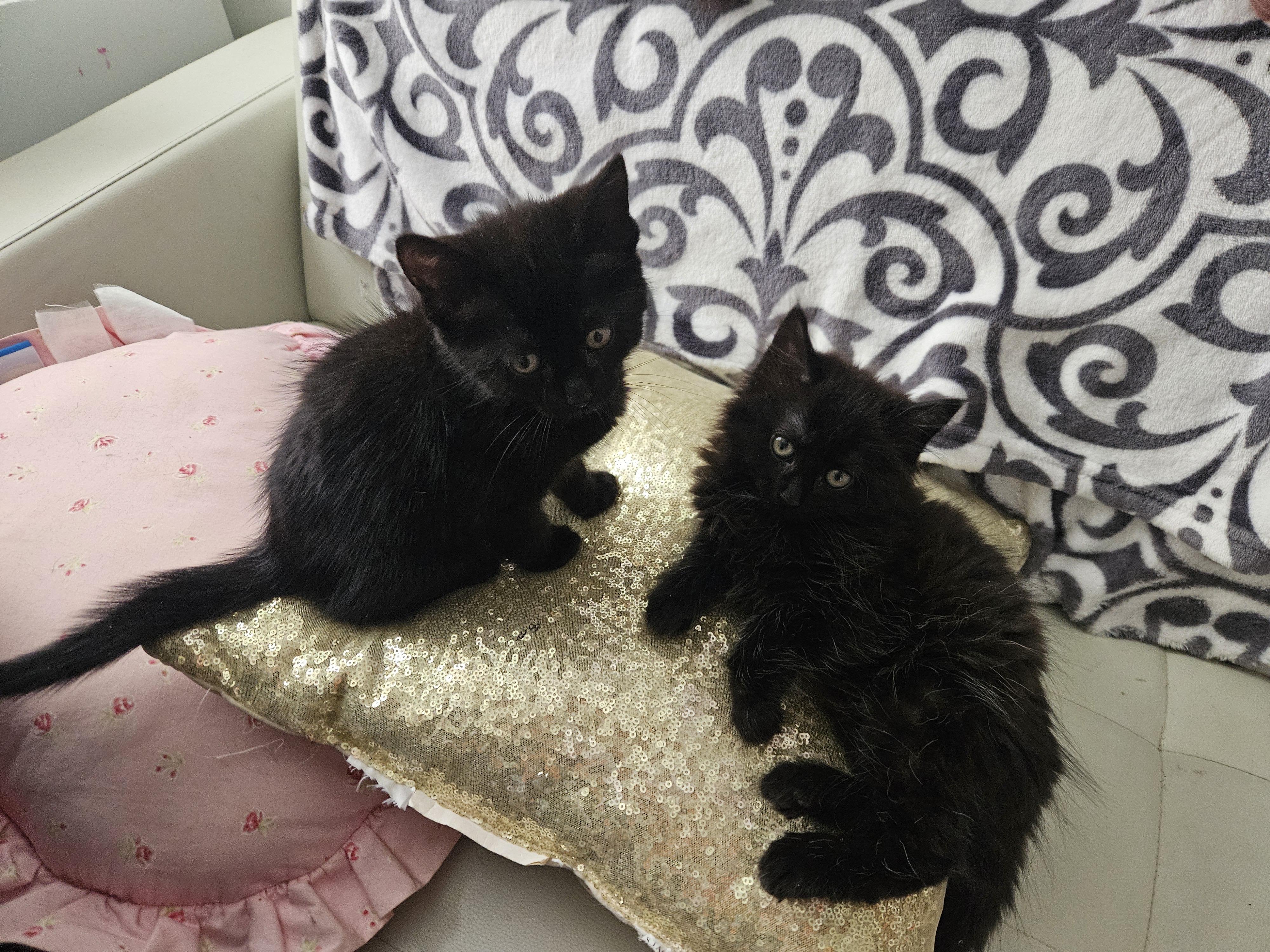 Enlarge POPPY & POSEY, a ADOPTABLE mixed breed in Churchville, PA image 3/6