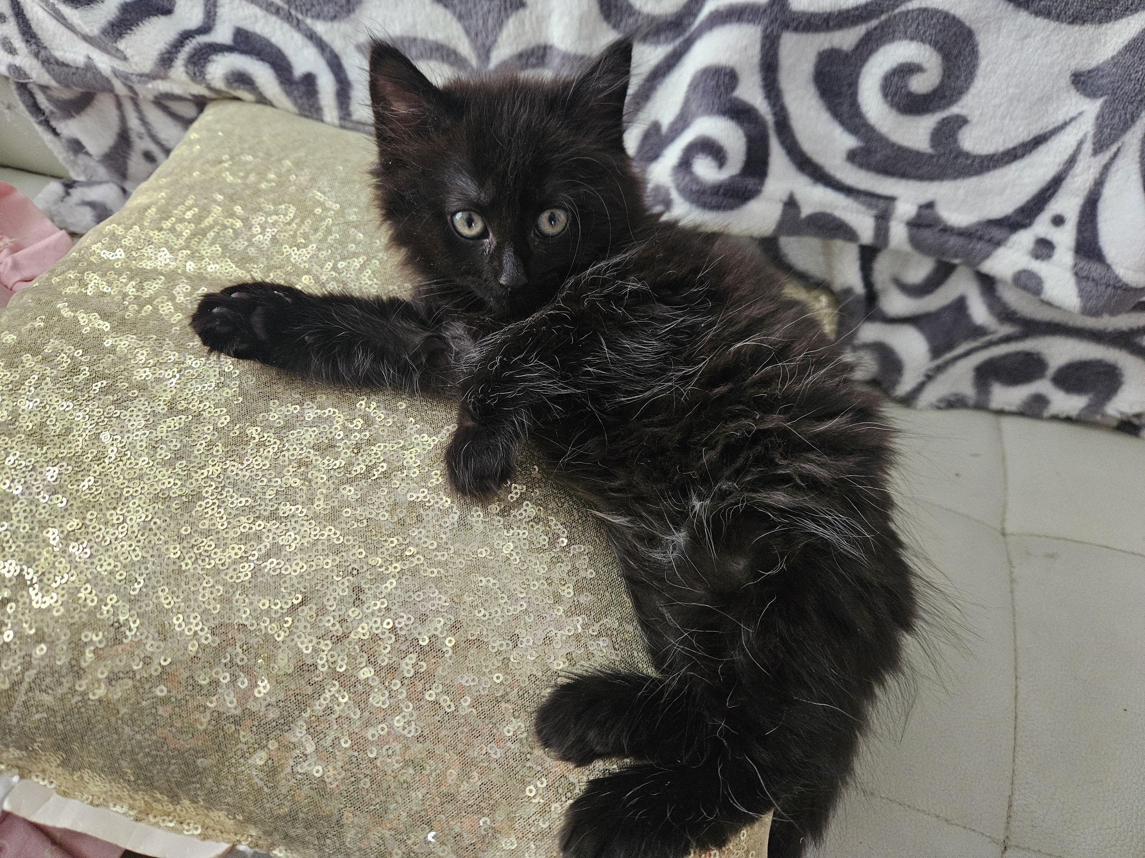 Enlarge POPPY & POSEY, a ADOPTABLE mixed breed in Churchville, PA image 2/6